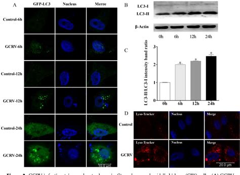 Figure 2 From Autophagy Inhibits Grass Carp Reovirus GCRV Replication