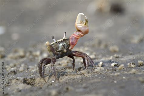 Atlantic Sand Fiddler Crab Uca Pugilator Dancing Hilton Head Island