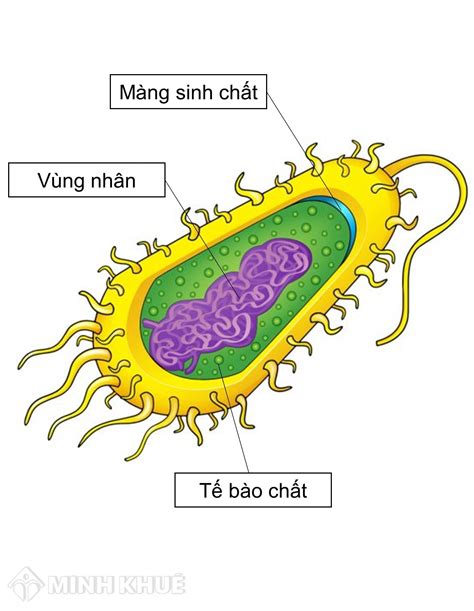 Tìm hiểu vùng nhân của tế bào vi khuẩn có đặc điểm gì