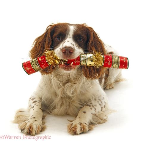 Dog Springer Spaniel With Christmas Cracker Photo Wp24402