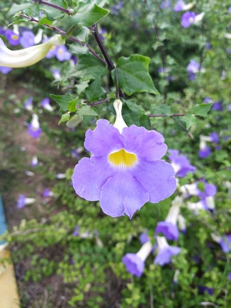 Una Flor Morada Con Un Centro Amarillo Cuelga De Una Rama Foto Premium