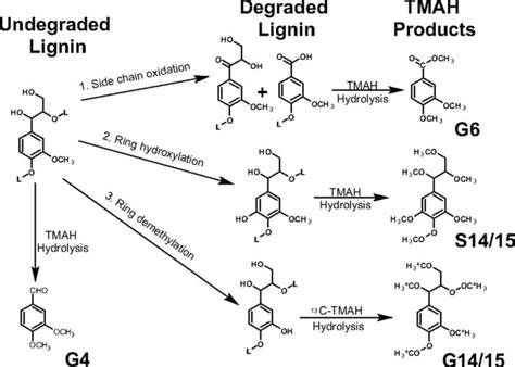 Microbial Degradation Of Lignin Enzymes Steps Mechanisms