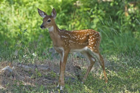 Whitetail fawn | Montana Outdoors