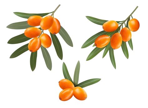 Premium Vector Sea Buckthorn Branches With Orange Berries And Green