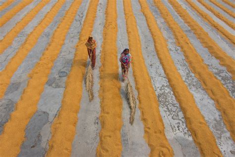 Paddy Processing Smithsonian Photo Contest Smithsonian Magazine