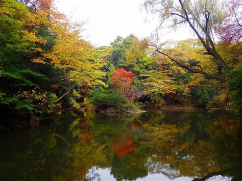 都内でも絶景！“意外と知らない”東京の紅葉スポット25選【2024】 トラベルjp 旅行ガイド