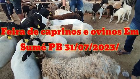 Feira de caprinos e ovinos Em Sumé PB 31 07 2023 parte 1 YouTube