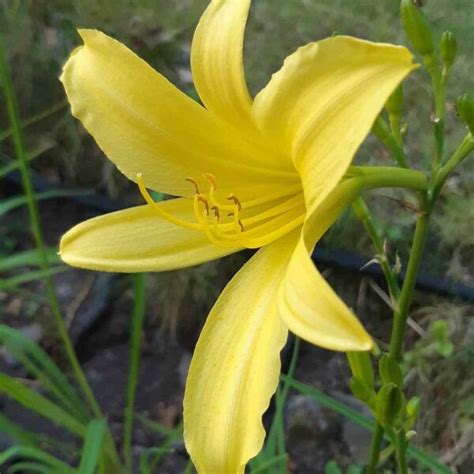15 Popular Types Of Hemerocallis Pictorial Guide