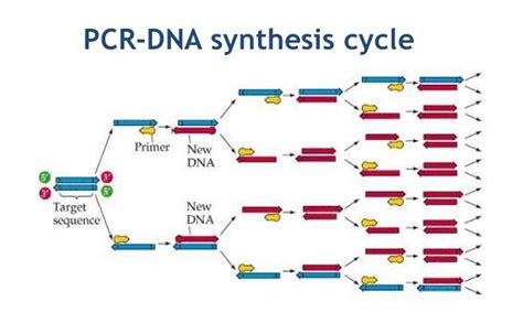 Dna Synthesis Polymerase Chain Reaction Pcr Definition Procedure