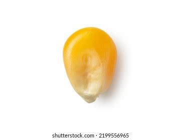 Single Corn Kernel Isolated Images Stock Photos Vectors