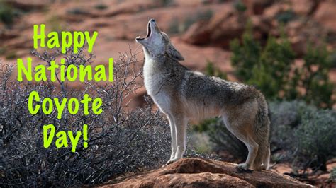 Happy National Coyote Day By Uranimated18 On Deviantart