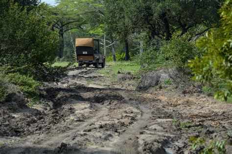 From Zanzibar Selous Game Reserve Day Safari With Flights Getyourguide