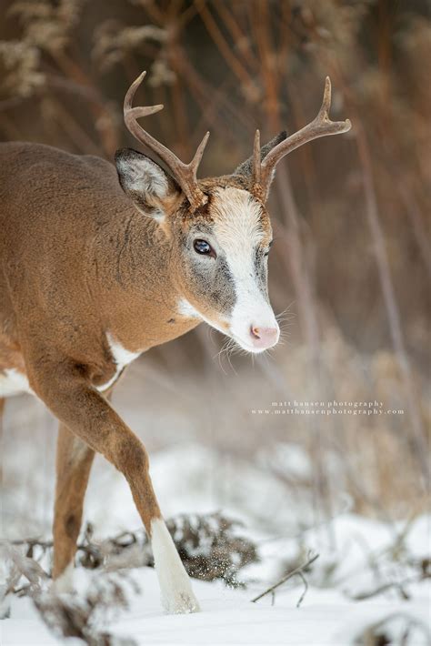 Whitetail Deer Photography - Whitetail Deer Photography