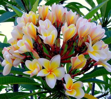 Plumeria Rubra Flower What Is It With 3 Secret Uses