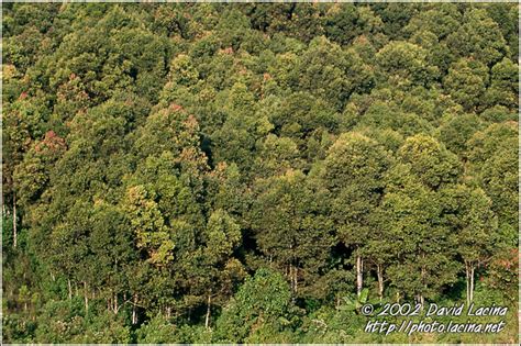 Travel Photo Gallery Trees Kerinci Indonesia