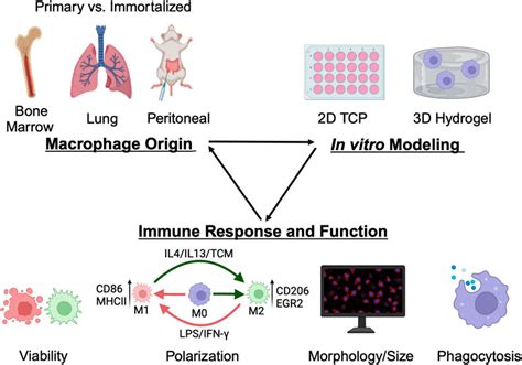 Frontiers Macrophage Variance Investigating How Macrophage Origin