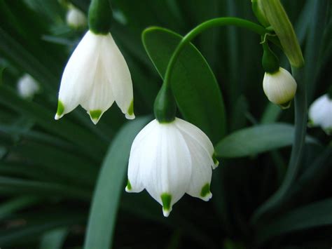 Bell Snowdrops wallpaper | nature and landscape | Wallpaper Better