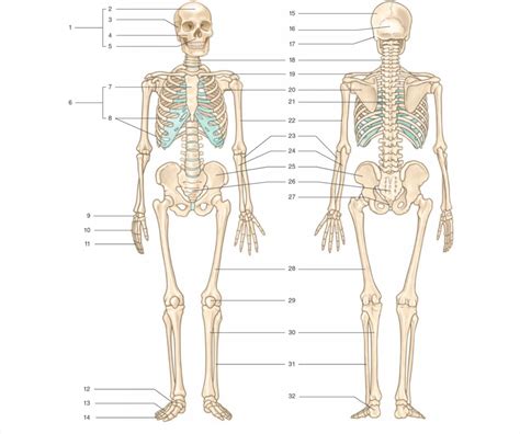 Appendicular Skeleton Diagram Quizlet