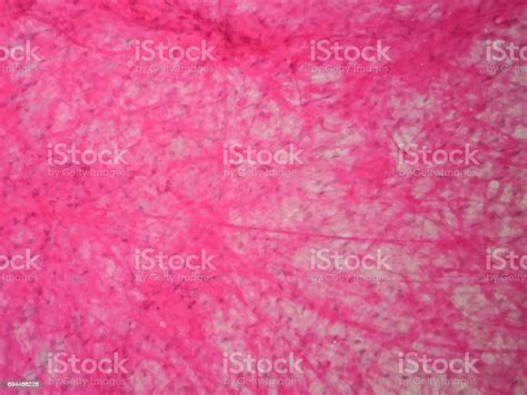 Histology Of Human Areolar Tissue Under Microscope View Stock Photo ...