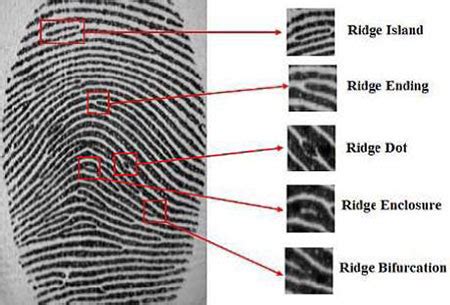 Minutiae Based Extraction in Fingerprint Recognition