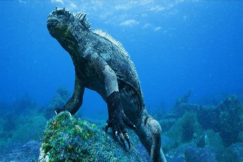 Galapagos Islands Facts - Gulliver Expeditions Expeditions