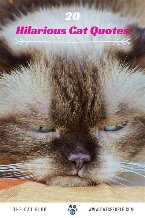 20 Funny Cat Quotes | Cat quotes funny, Cat quotes, Cats