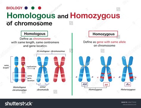 Chromosome Heterozygous: Over 309 Royalty-Free Licensable Stock Vectors ...