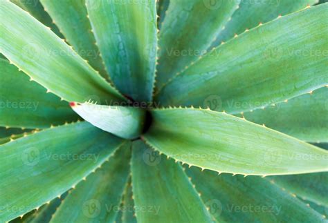 Planta Que Tem Espinho - close-up de planta suculenta, espinho e detalhe nas folhas da planta de ...