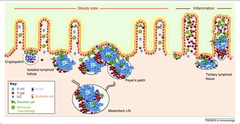 Lymphoid Microenvironments And Innate Lymphoid Cells In The Gut Trends In Immunology