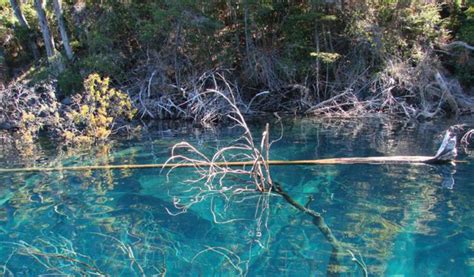 El Maravilloso Bosque Sumergido De Villa Traful Patagonia Andina