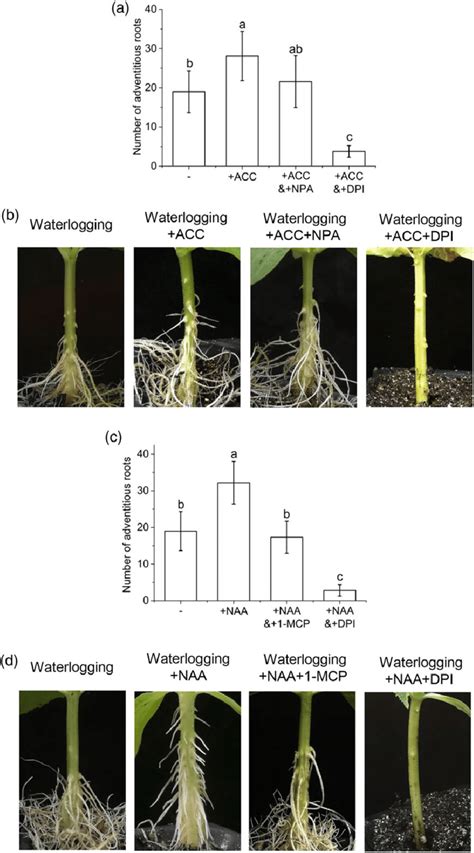 Ethylene And Auxin Induced Adventitious Root Formation Is Dependent On