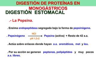 Proceso De Digesti N De Prote Nas En Perro Ppt