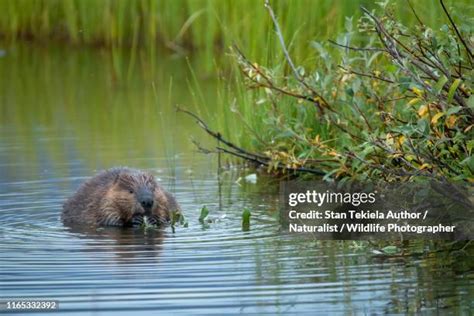 290 Beaver Eating Stock Photos, High-Res Pictures, and Images - Getty Images