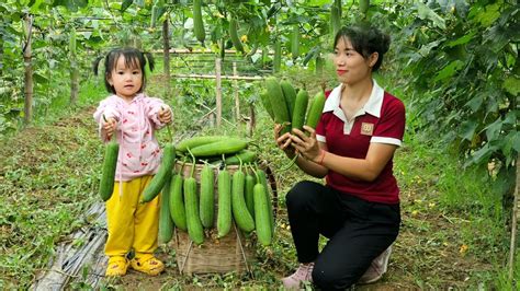 Harvesting With My Daughter Sponge Gourd Go To Market Sell Cooking