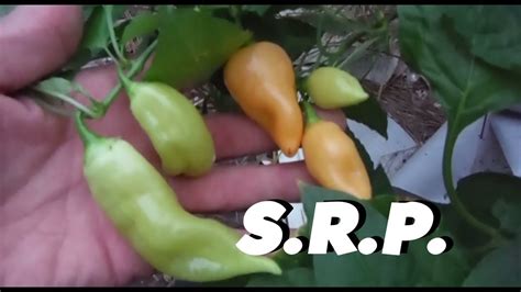 Sugar Rush Peach Super Hot Peppers Youtube