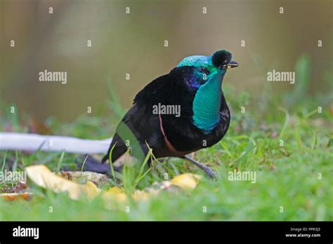 Male Ribbon Tailed Astrapia In Papua New Guinea Stock Photo Alamy