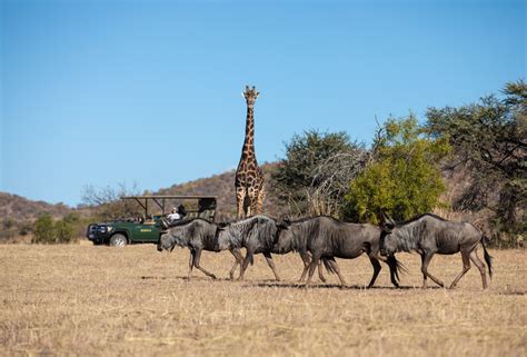 Mabula Game Lodge - Wildlife 27 - Gateway Tours