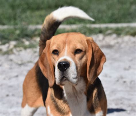 Chien Beagle Nectar Des Courants De La Selle