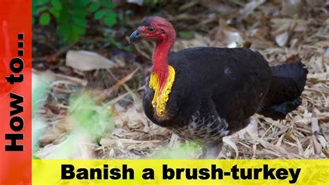 How To Get Rid Of Brush Turkeys In Your Garden Garden Likes