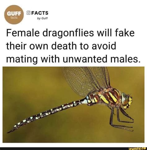 Guff Facts By Guff Female Dragonflies Will Fake Their Own Death To Avoid Mating With Unwanted