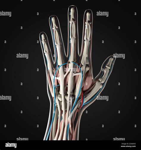 Anatomie Illustration Der Menschlichen Hand 3D Illustration