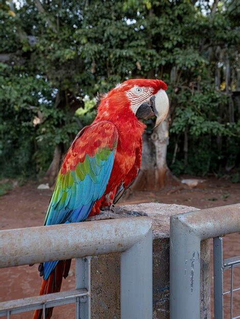 Premium Photo Adult Red And Green Macaw Of The Species Ara Chloropterus