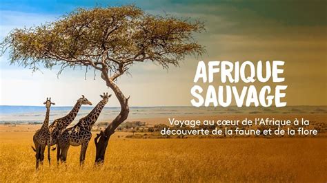 Afrique Sauvage Documentaire 2012 SensCritique