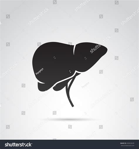Human Liver Icon Vector Over 22658 Royalty Free Licensable Stock