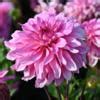 Dahlia Lizz Baaij Buy Plants At Coolplants