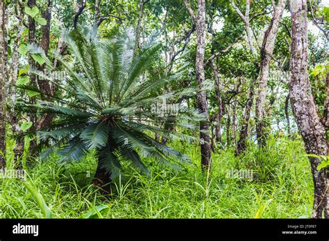 Tropical Forest High Contrast And Colorful Stock Photo Alamy