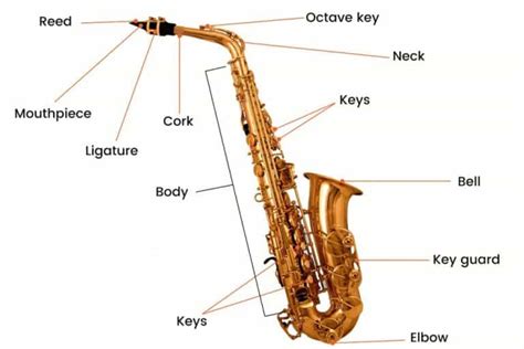 Different Types Of Saxophones Teds List