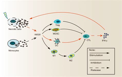 The Paradoxical Role Of Extracellular Hmgb1 In Rt Related Immune