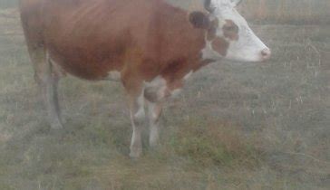 коровник для телят