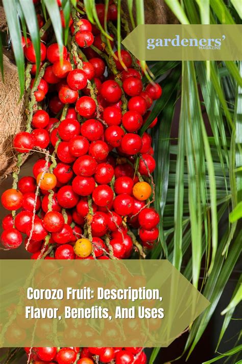 Corozo Fruit Description Flavor Benefits And Uses Gardeners Magazine